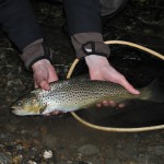 One of the night trouts from northern sweden