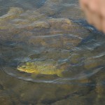 A nice trout caught on a may fly by Håvard
