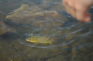 A nice trout caught on a may fly by Håvard